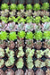 Fairy Pot Succulent Mix