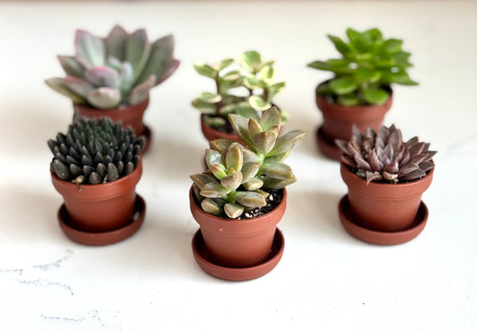 Fairy Pot Succulent Mix