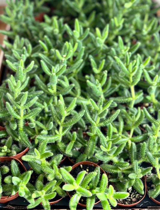 Pickle plant succulent - Delosperma echinatum