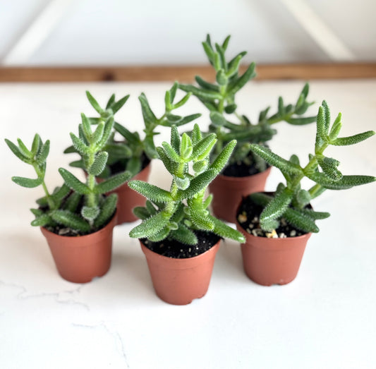 Pickle plant succulent - Delosperma echinatum