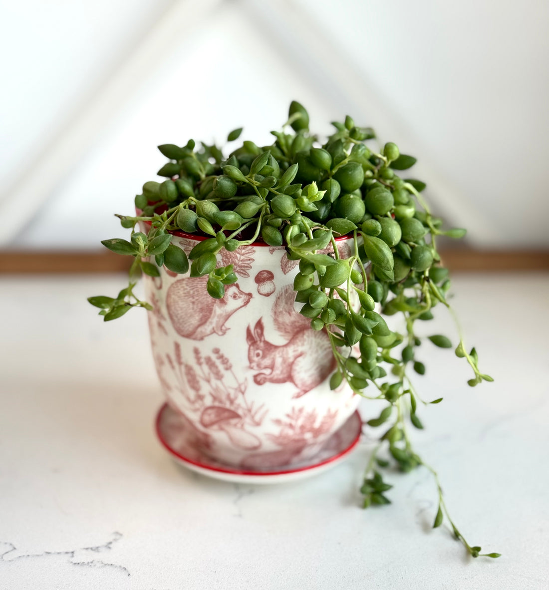 String of tears in Decorative Pot