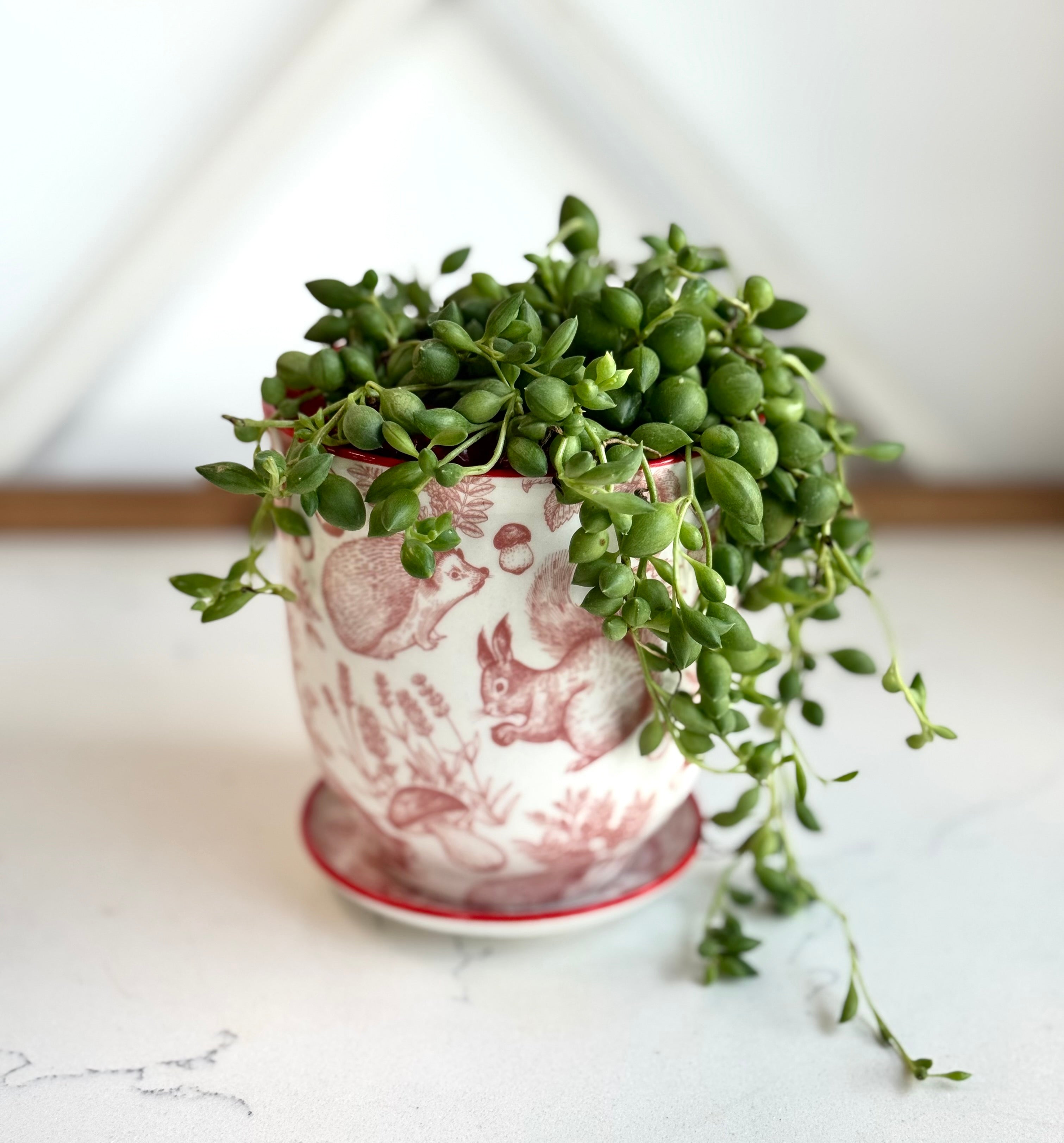 String of tears in Decorative Pot