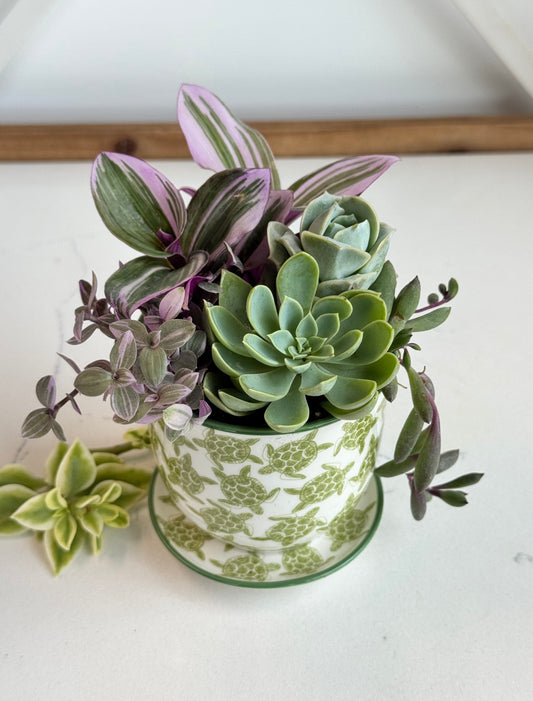 Mixed succulents in turtle Pot Workshop