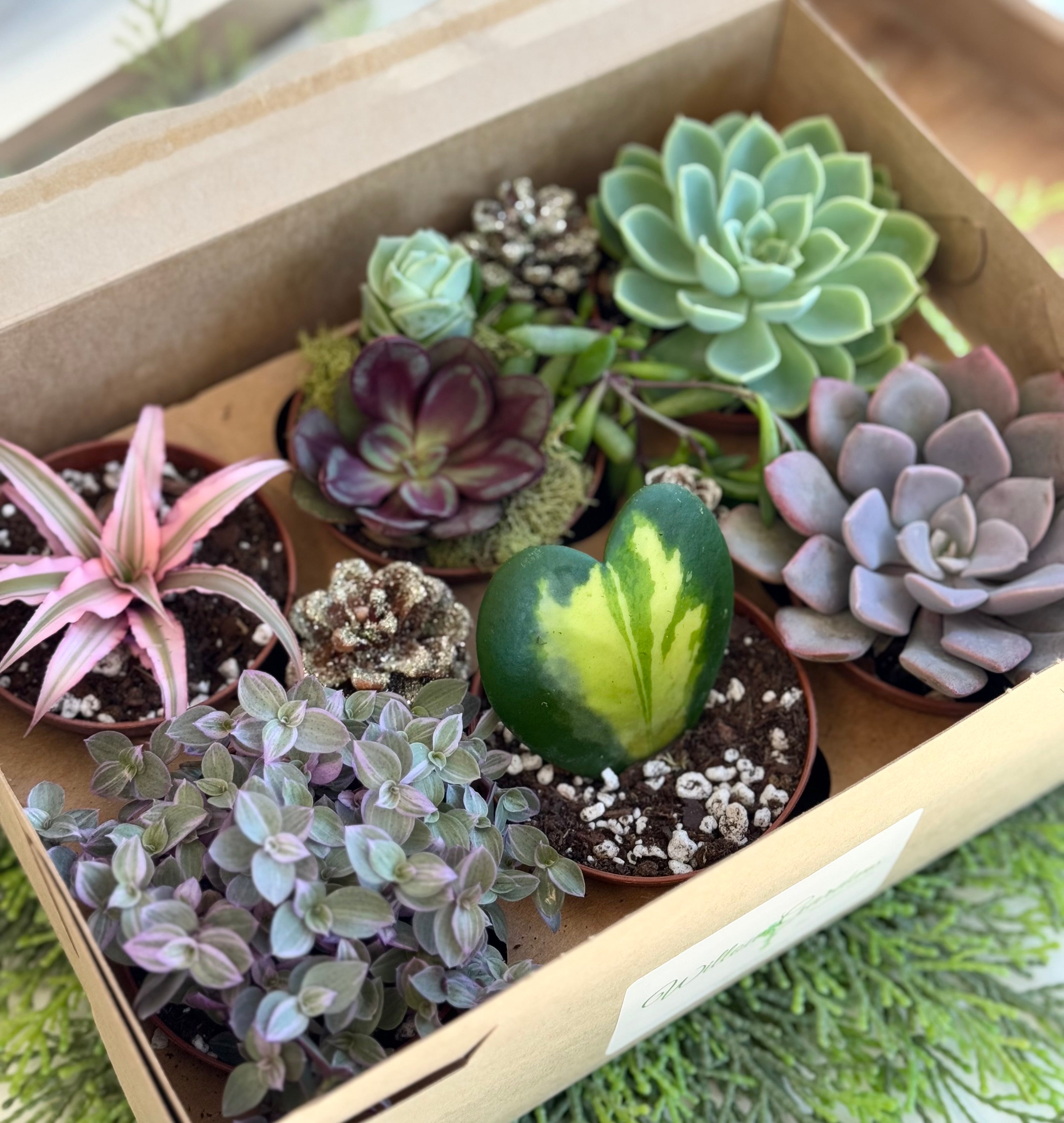 Holiday Succulent Gift Box