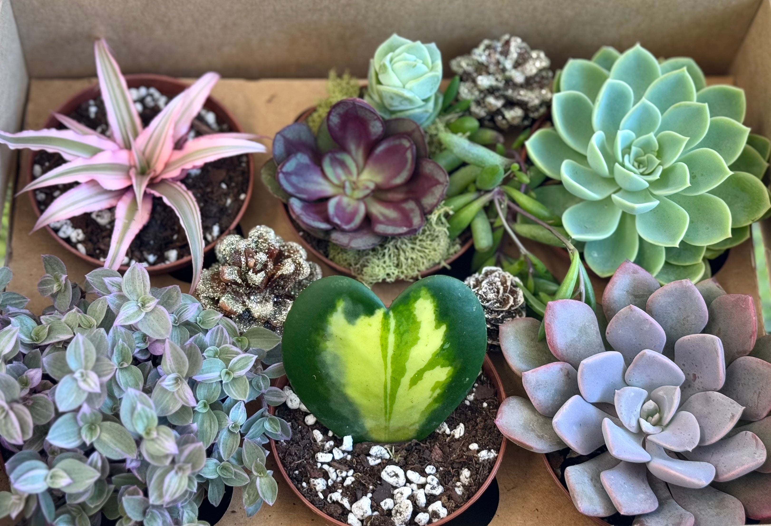 Holiday Succulent Gift Box