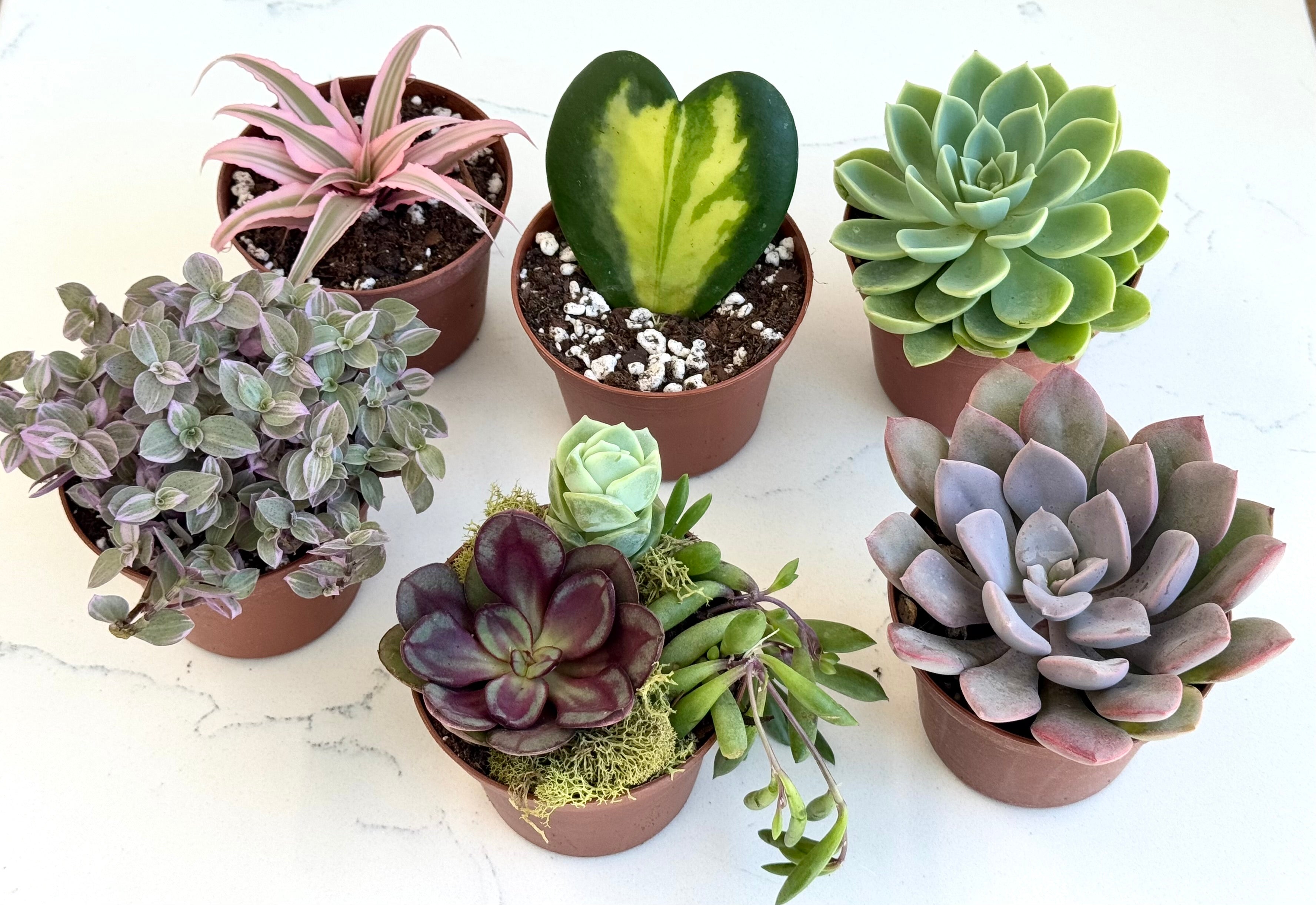 Holiday Succulent Gift Box