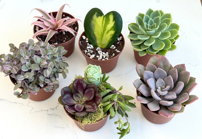 Holiday Succulent Gift Box