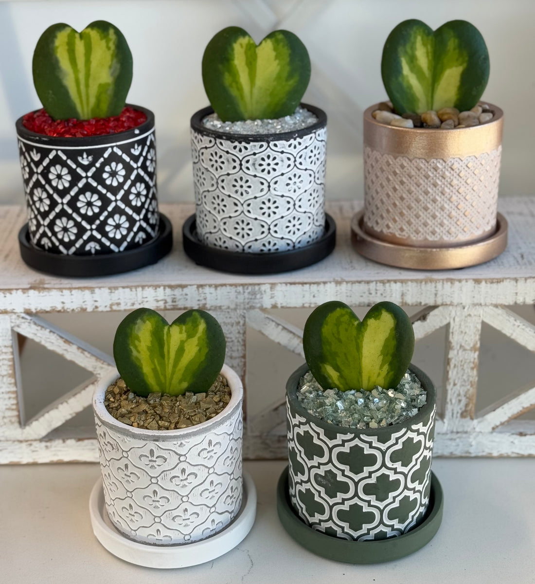 Hoya Kerrii heart Flame