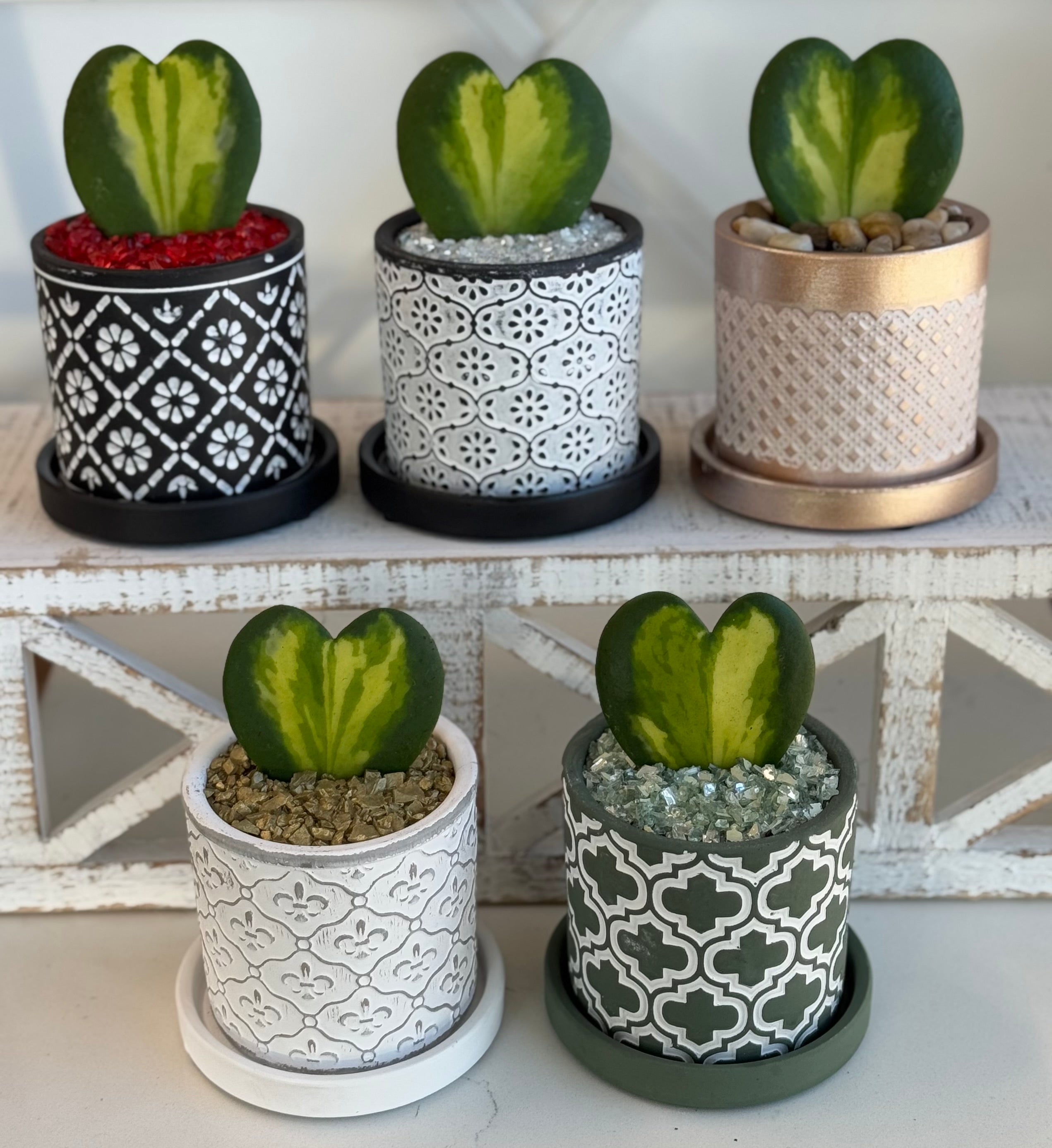 Hoya Kerrii heart Flame