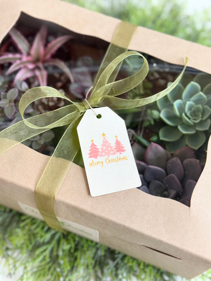 Holiday Succulent Gift Box