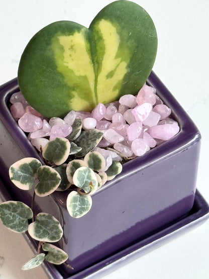 Flame Hoya Kerrii Heart + Variegated String of Hearts