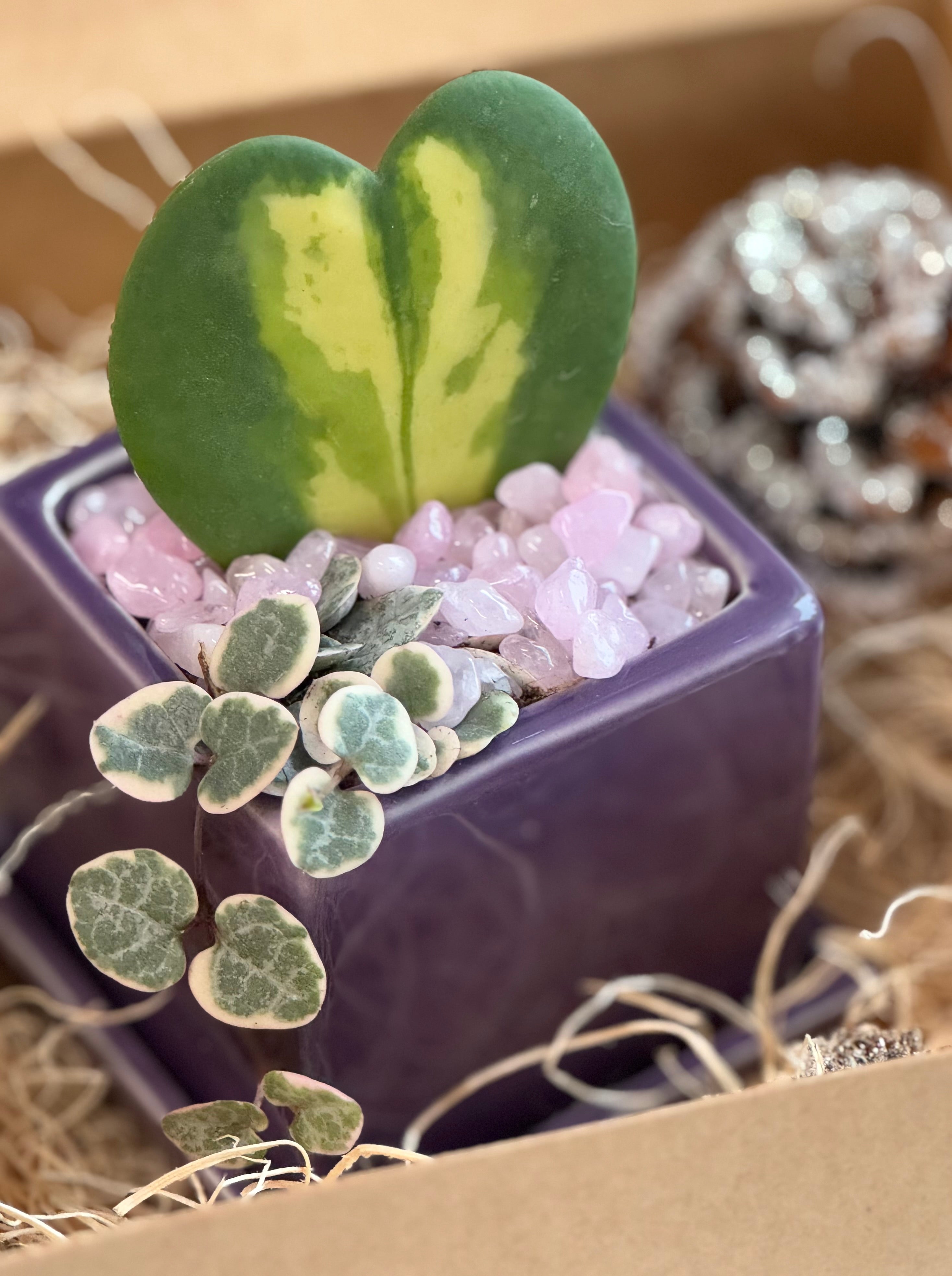 Flame Hoya Kerrii Heart + Variegated String of Hearts