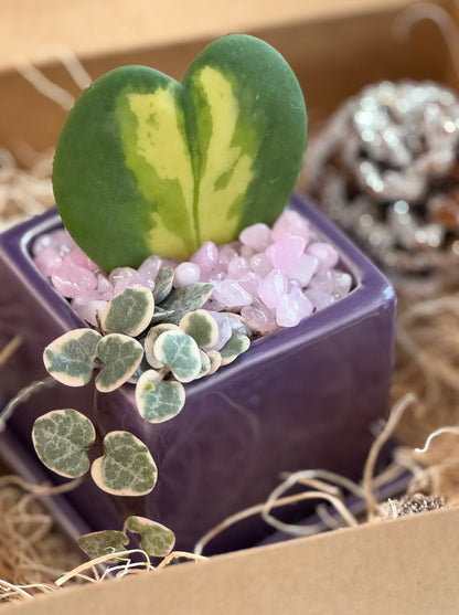 Flame Hoya Kerrii Heart + Variegated String of Hearts