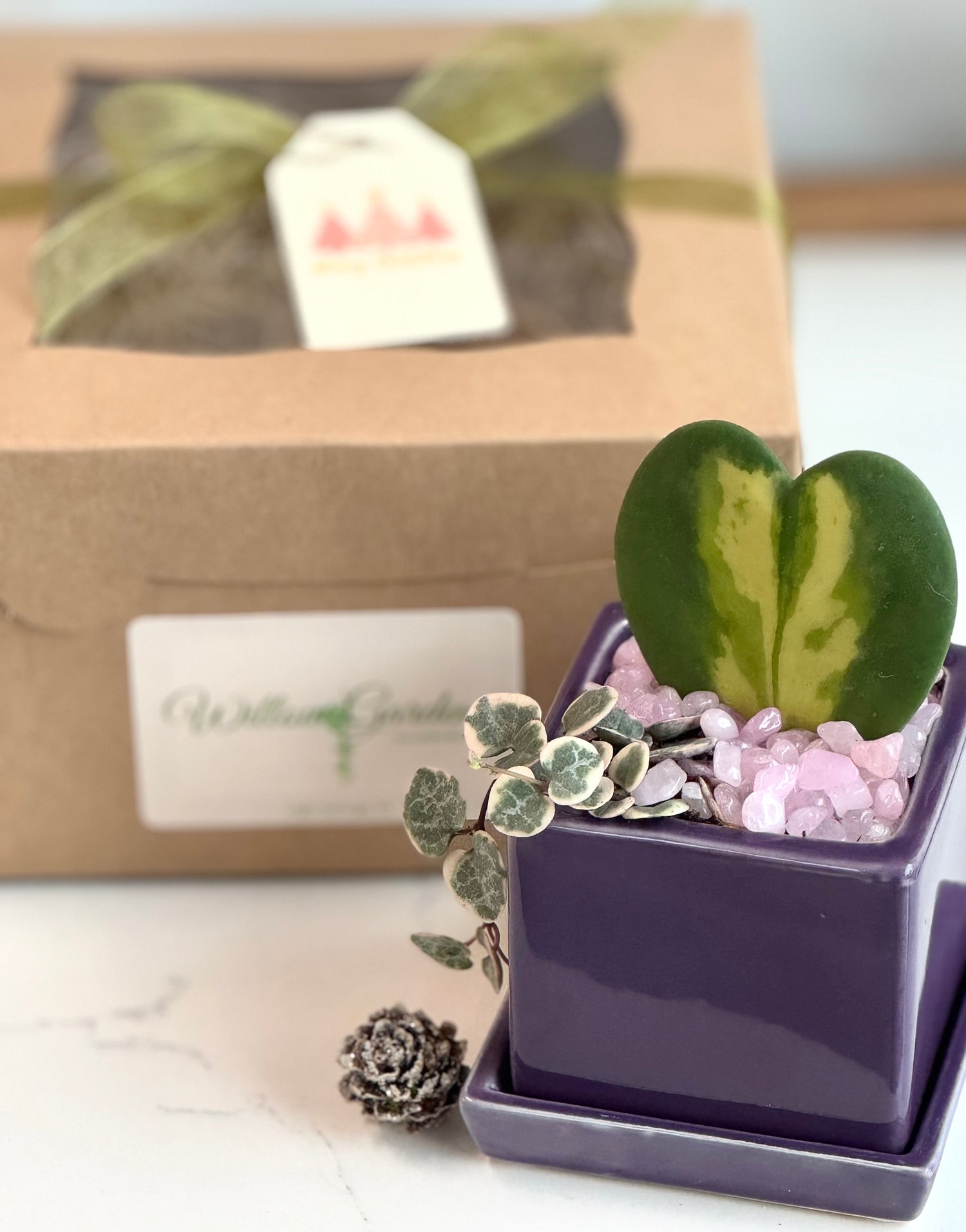 Flame Hoya Kerrii Heart + Variegated String of Hearts