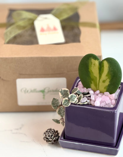 Flame Hoya Kerrii Heart + Variegated String of Hearts