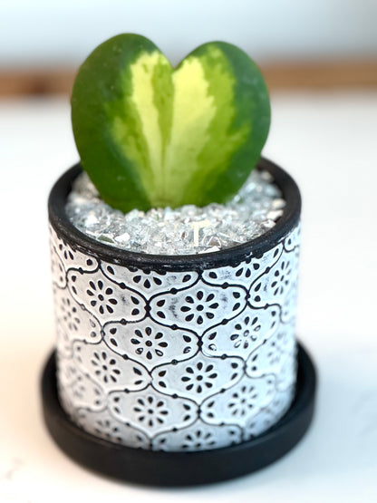 Hoya Kerrii heart Flame