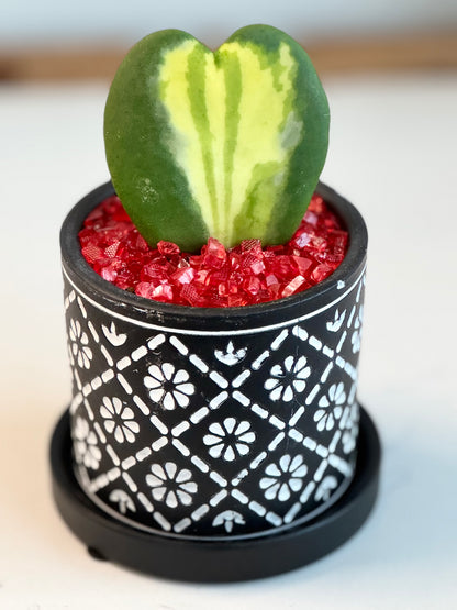 Hoya Kerrii heart Flame