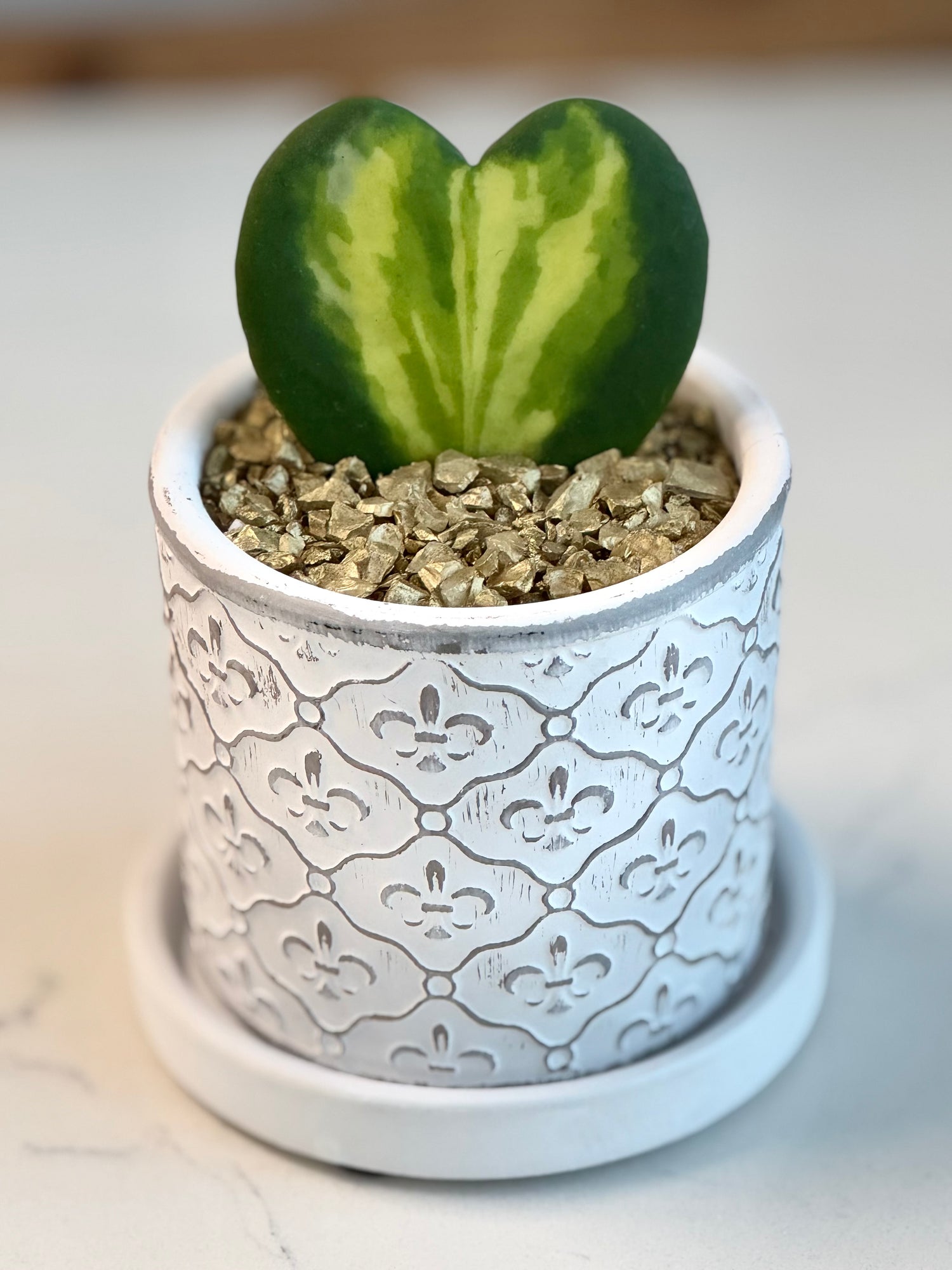 Hoya Kerrii heart Flame