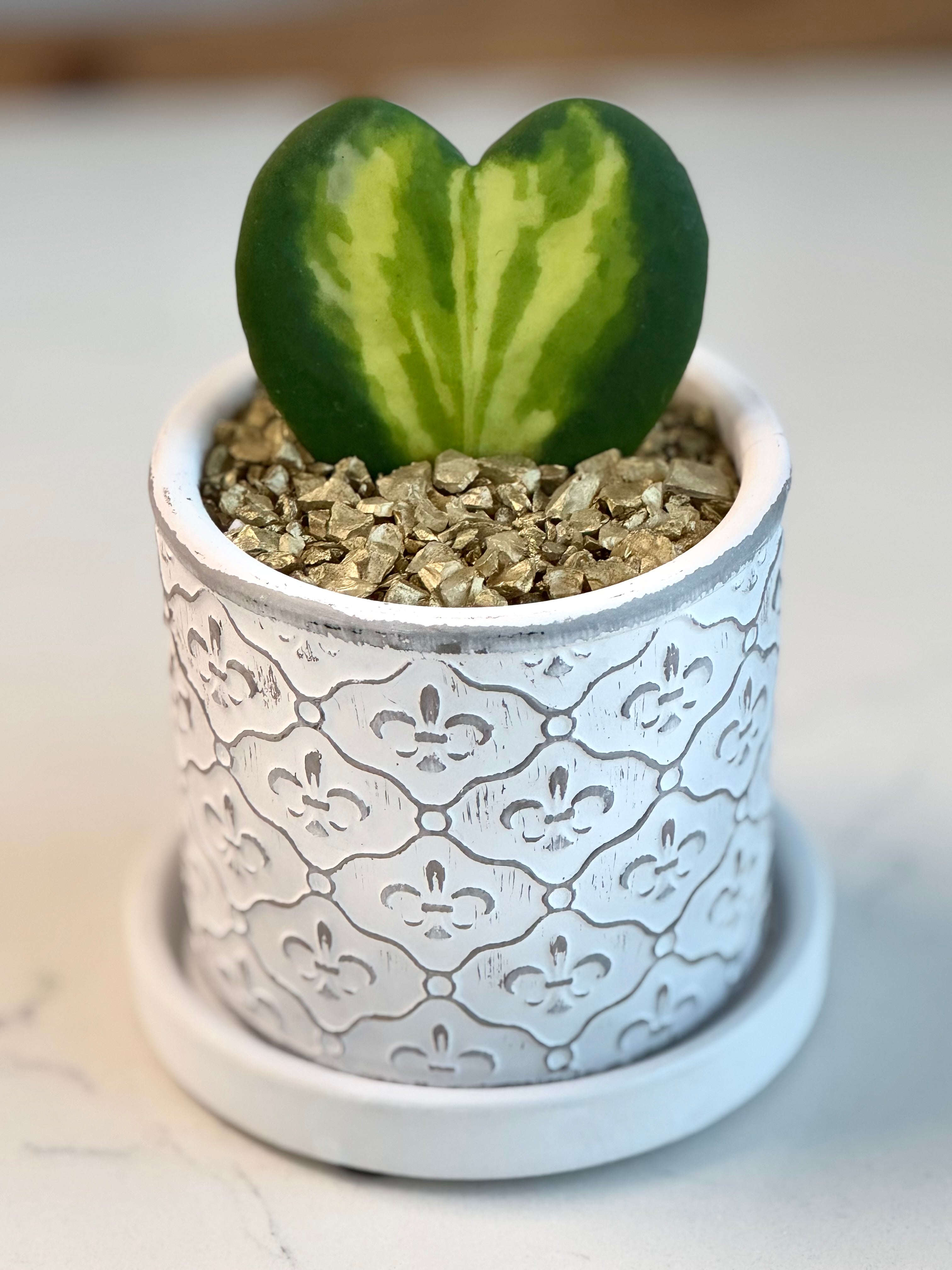 Hoya Kerrii heart Flame