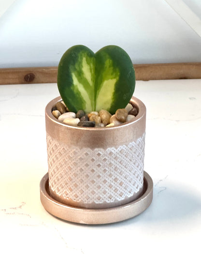 Hoya Kerrii heart Flame