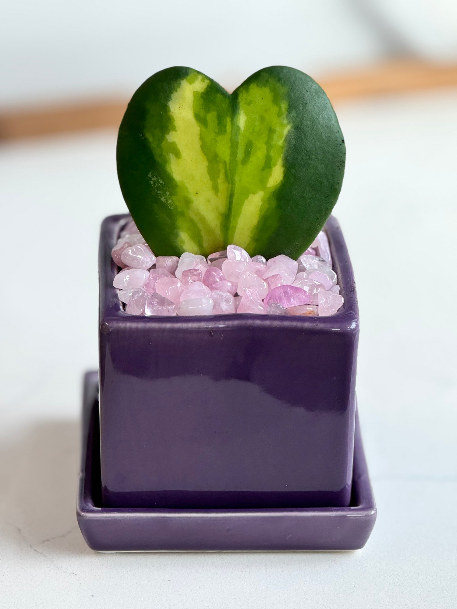 Flame Hoya Kerrii Heart