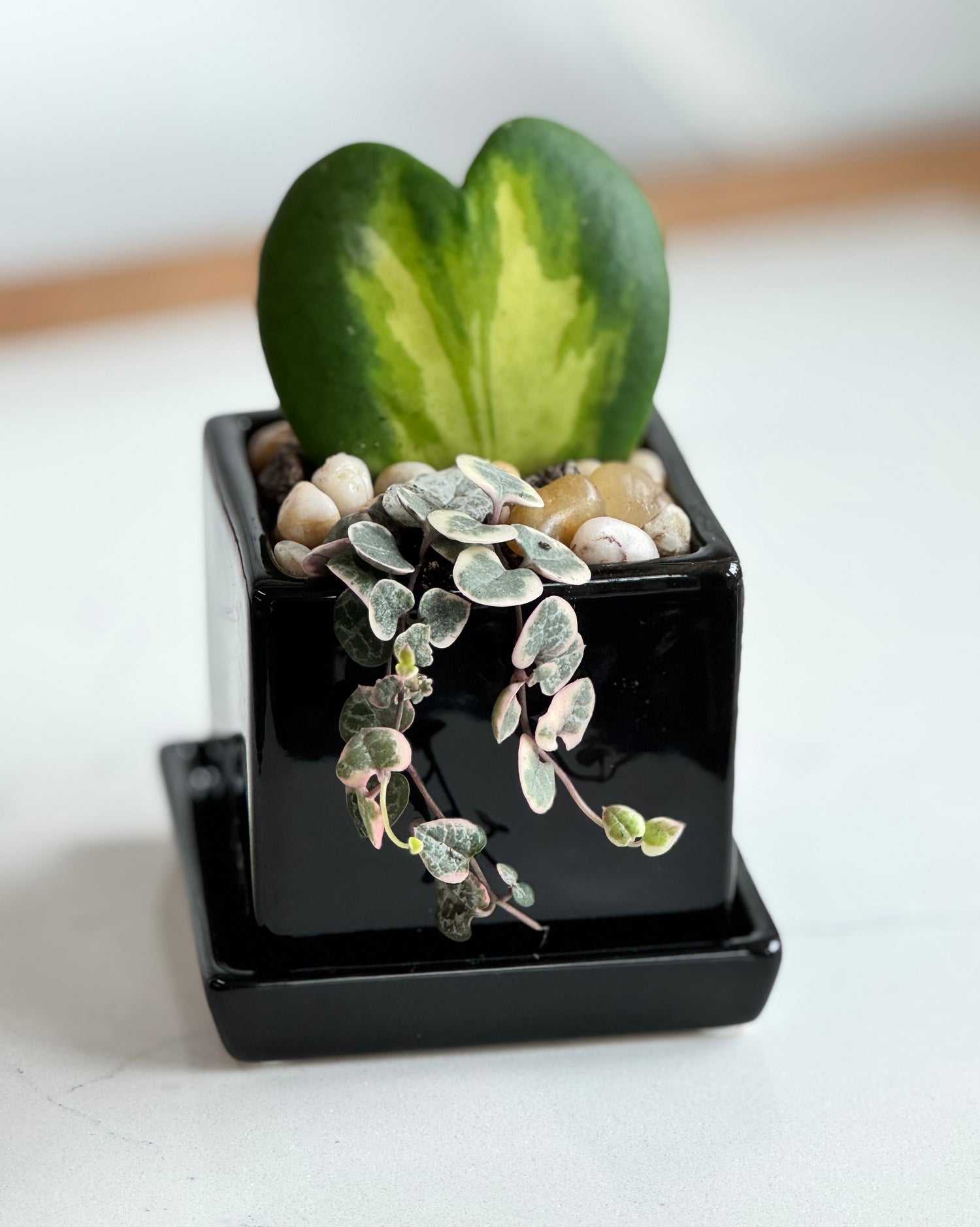 Flame Hoya Kerrii Heart + Variegated String of Hearts