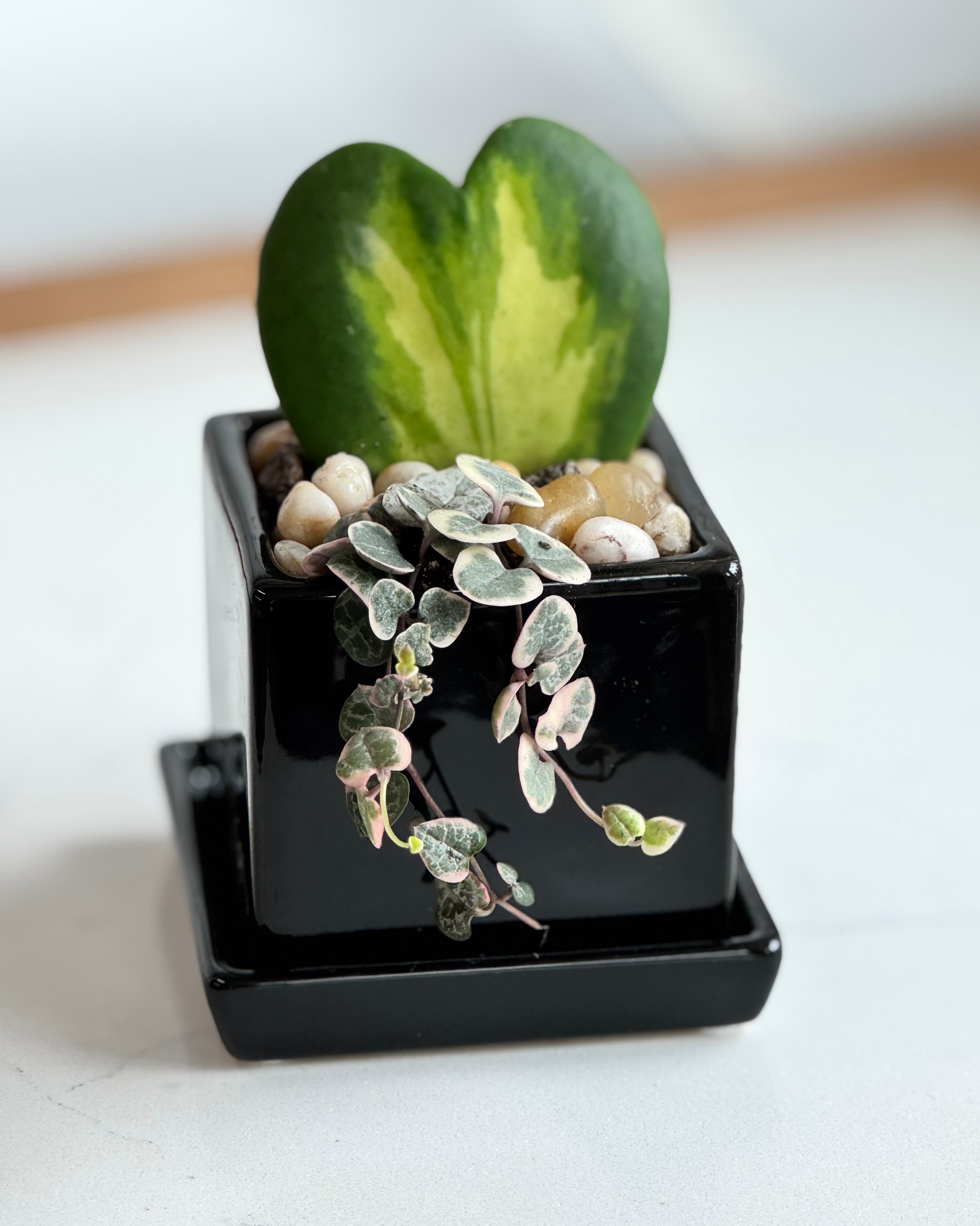 Flame Hoya Kerrii Heart + Variegated String of Hearts