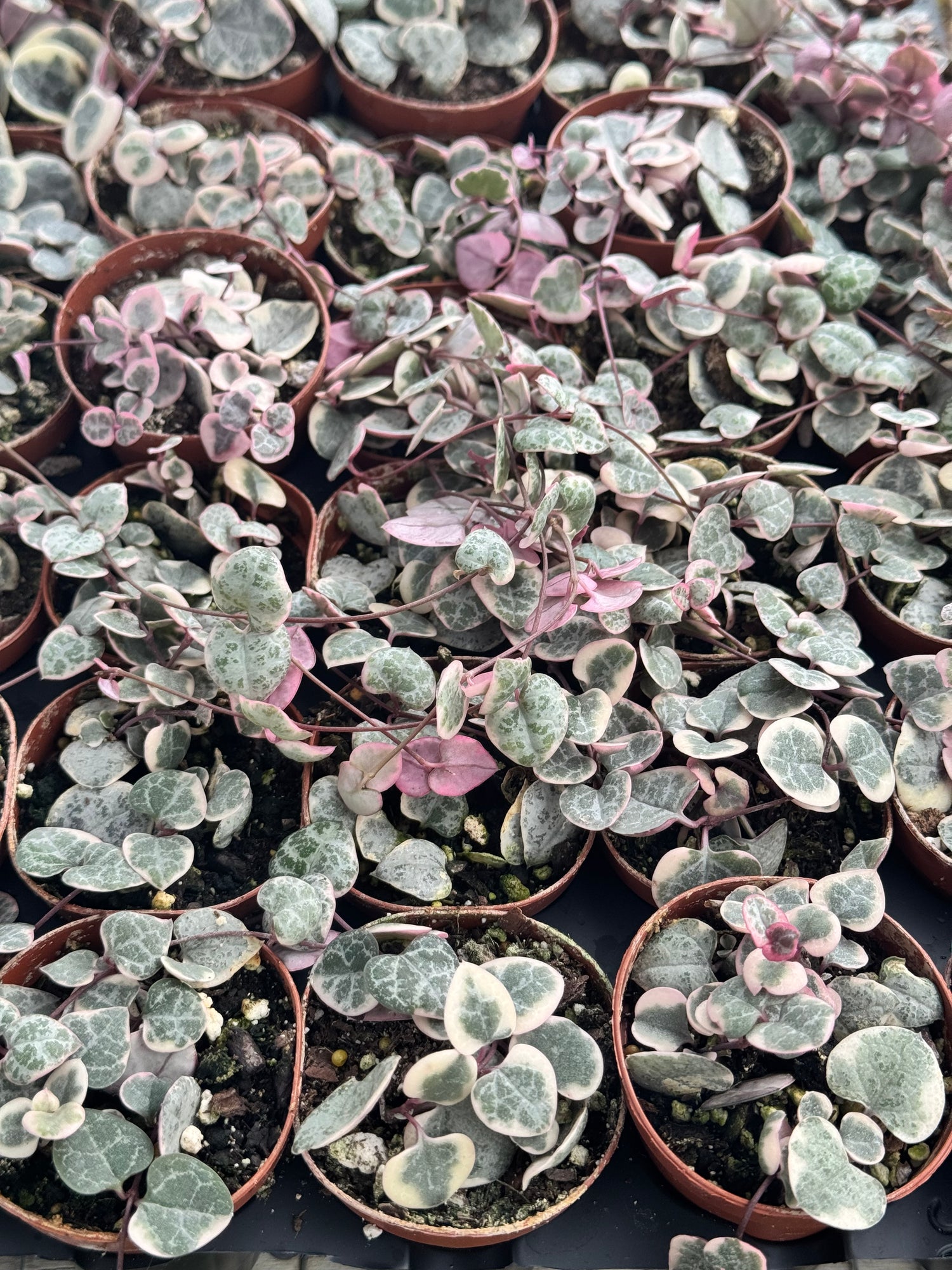 Variegated String of hearts