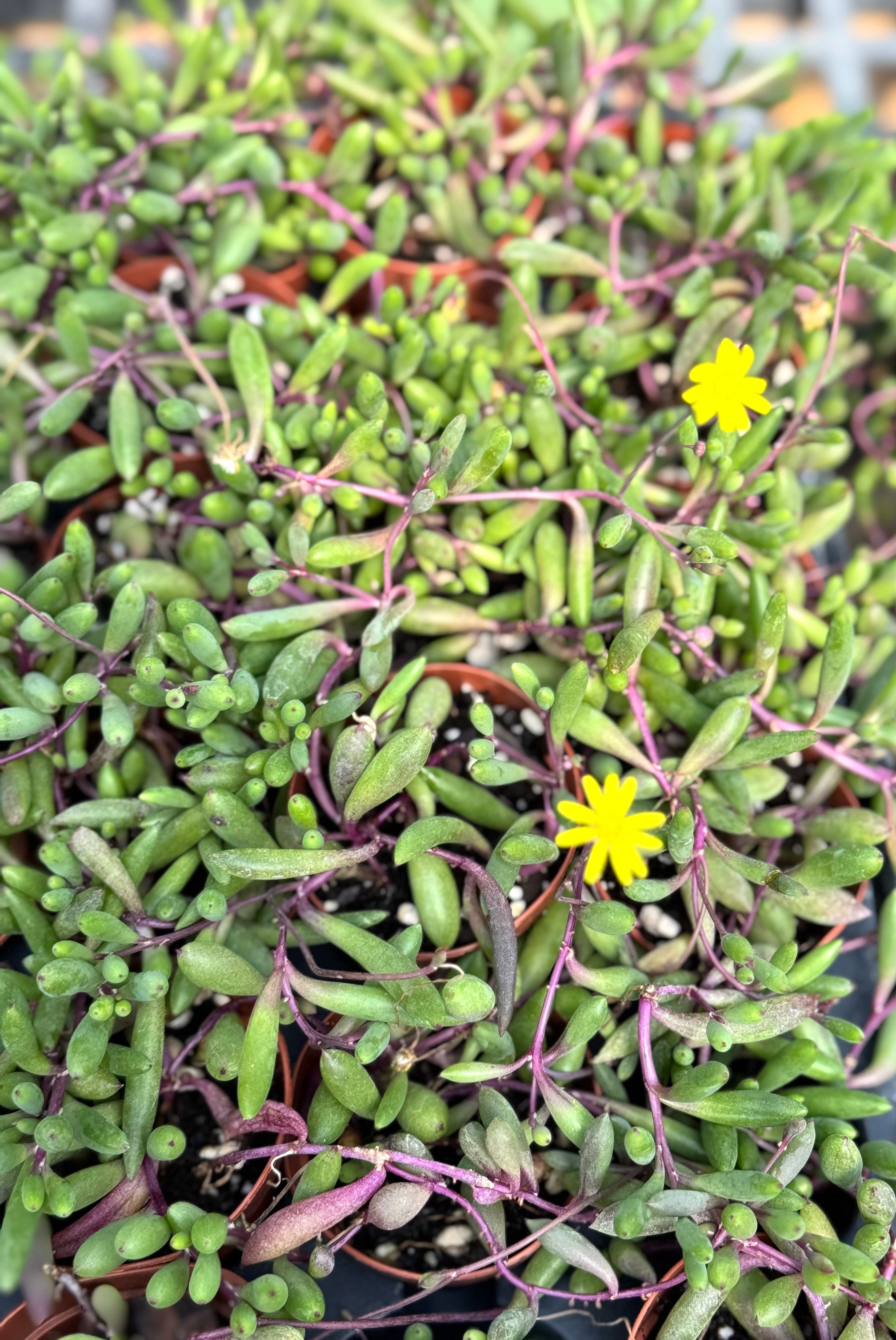 Ruby Necklace (Othonna capensis)