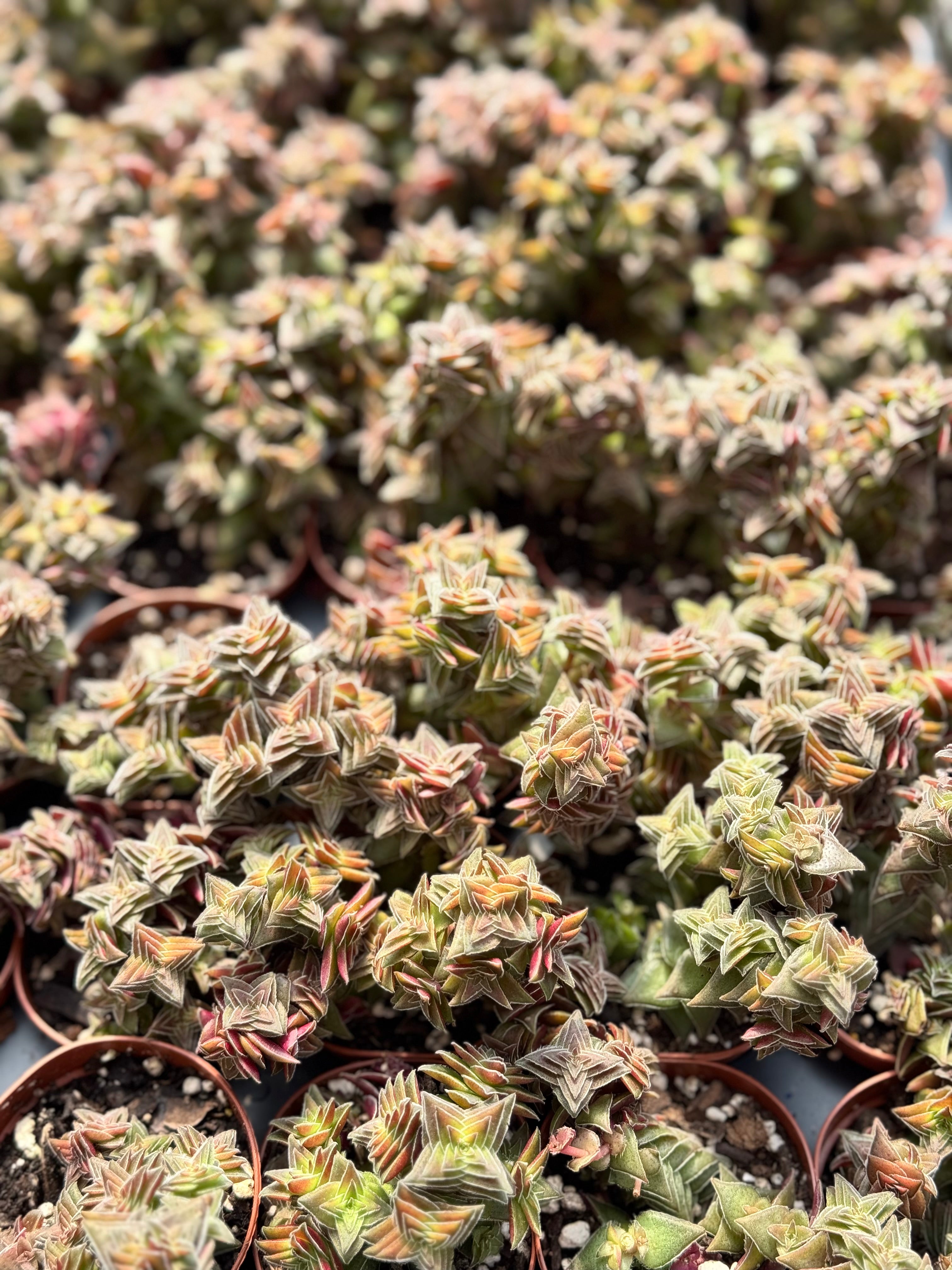 Crassula Capitella Thyrsiflora