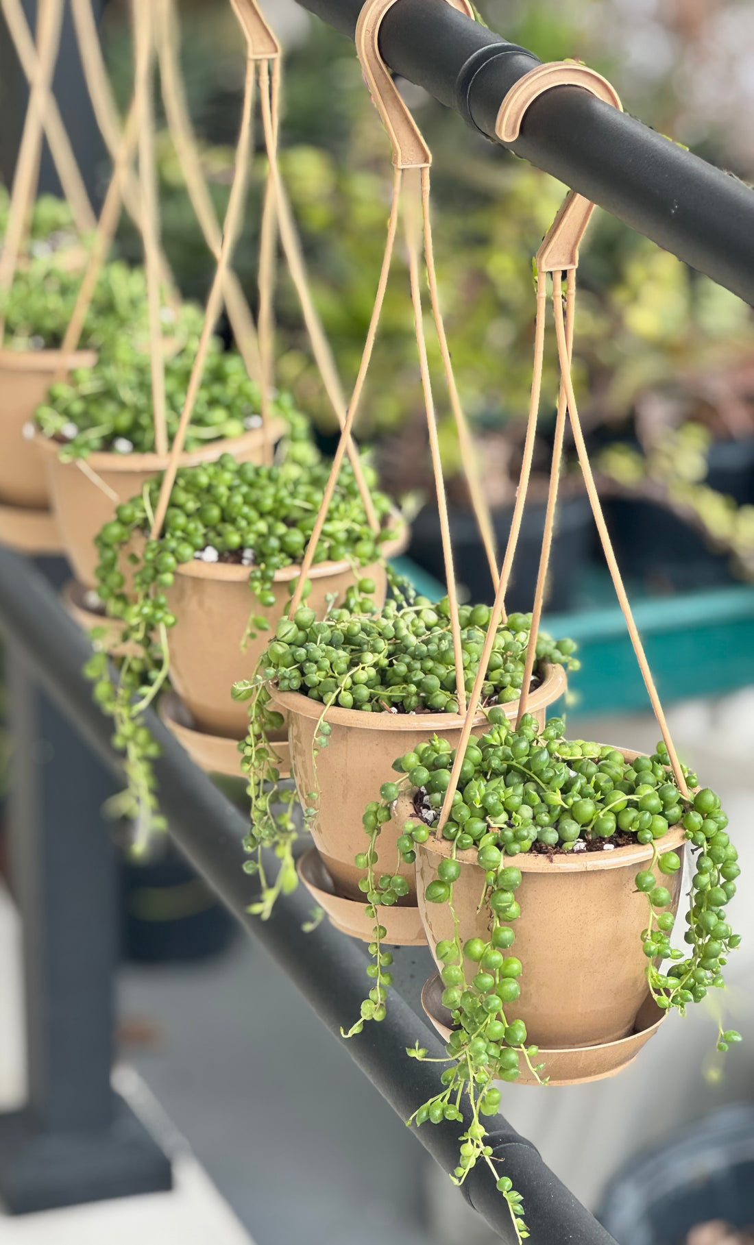 String of Pearls (Senecio rowleyanus)