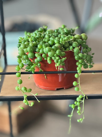String of Pearls (Senecio rowleyanus)