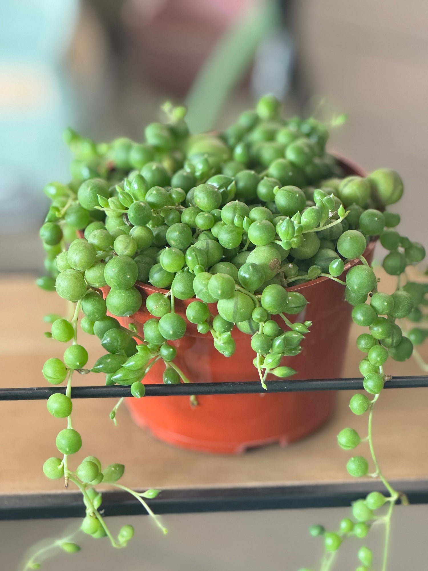 String of Pearls (Senecio rowleyanus)