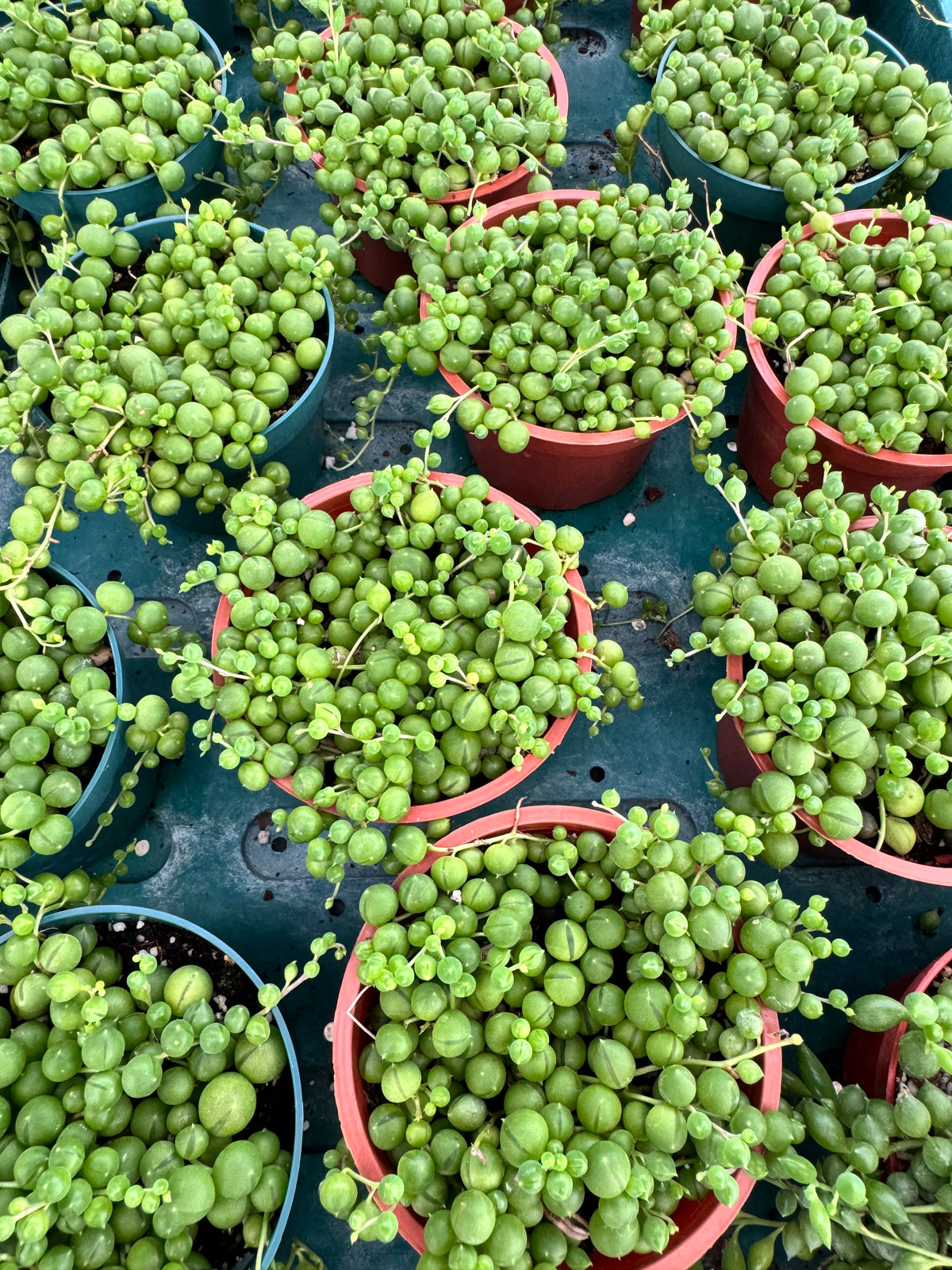 String of Pearls (Senecio rowleyanus)