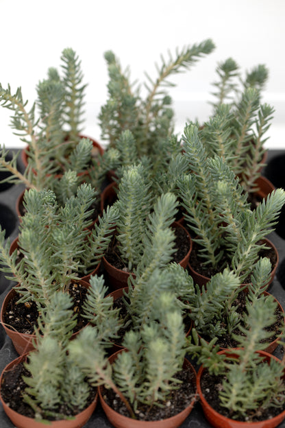 Sedum Blue Spruce