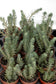 Sedum Blue Spruce