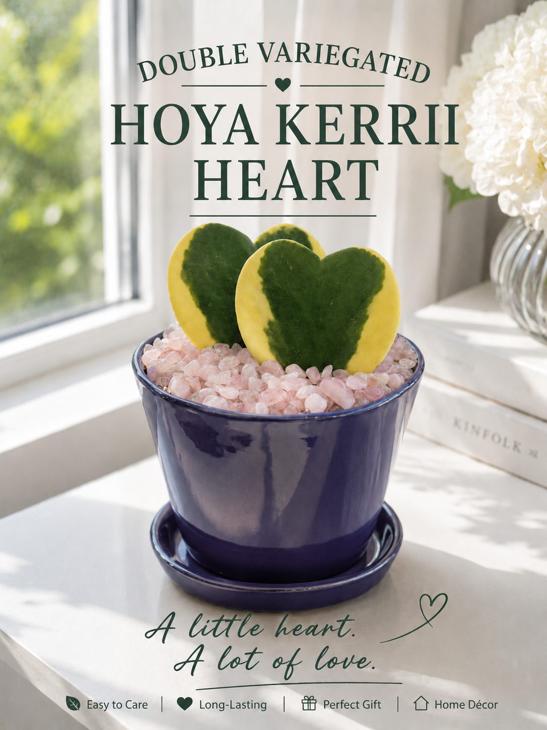 Variegated Hoya heart