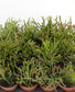 Rhipsalis