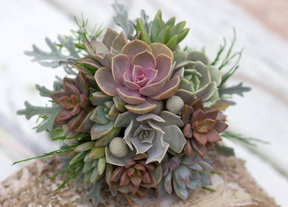 Succulent Wedding Package